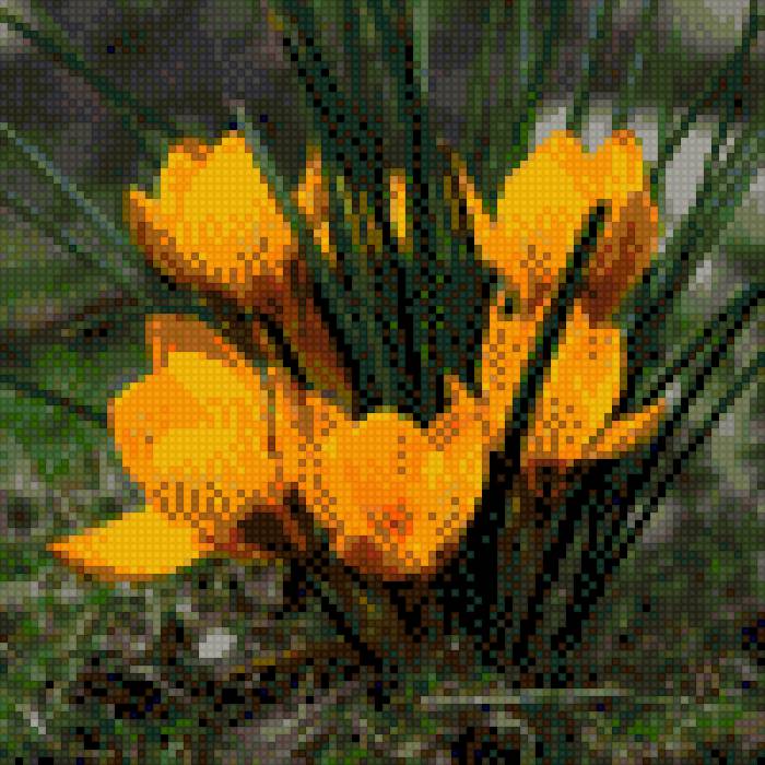 КРОКУСИ - квіти - предпросмотр