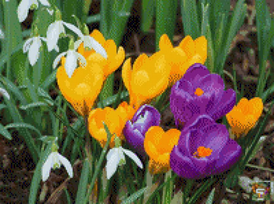 КРОКУСИ - квіти - предпросмотр