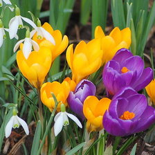 Схема вышивки «КРОКУСИ»