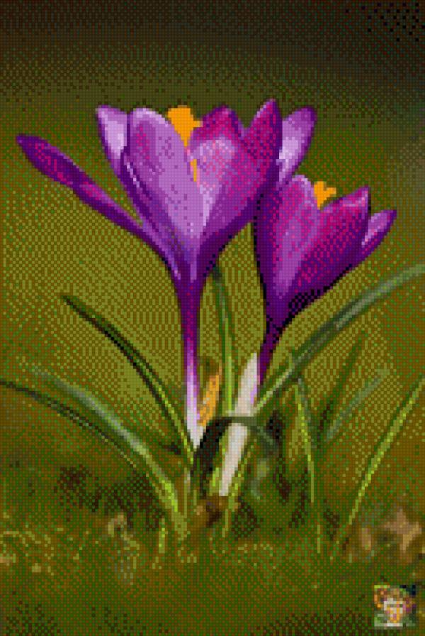 КРОКУСИ - квіти - предпросмотр