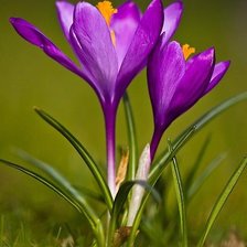 Схема вышивки «КРОКУСИ 2»