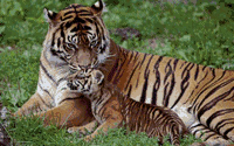 мама-тигрица - тигренок, тигрица, природа, мама, тигр - предпросмотр