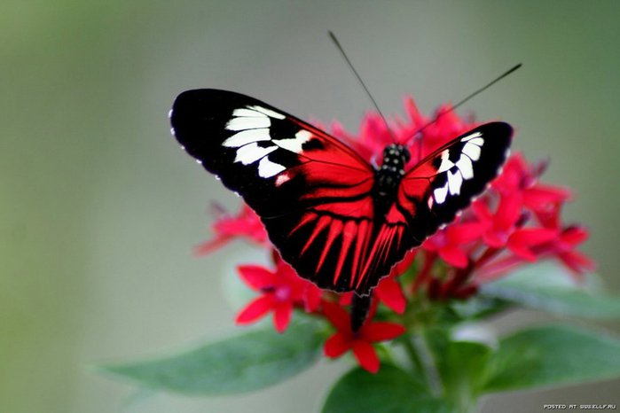 бабочка на цветке - цветок, бабочка, природа - оригинал