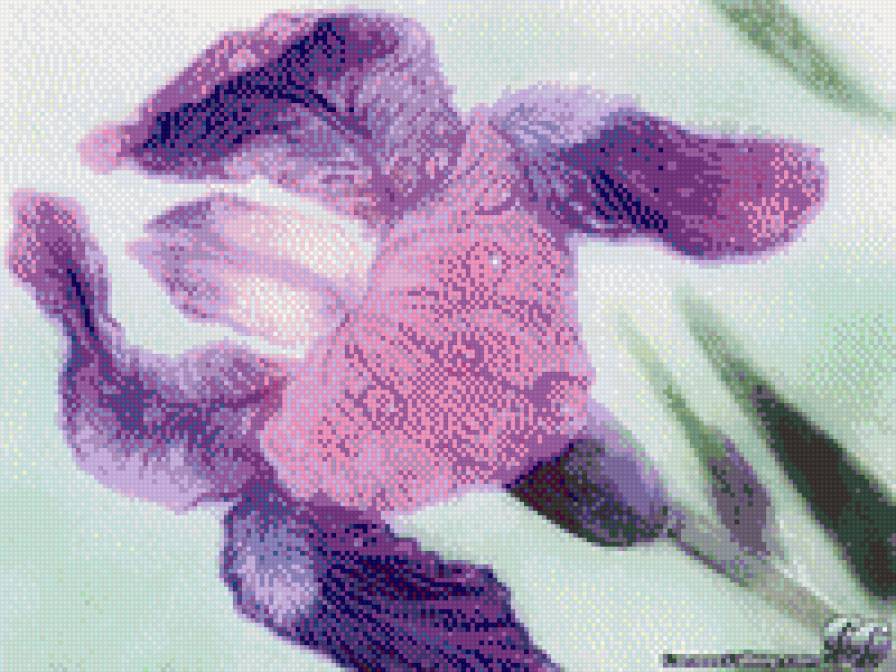 ирис - природа, цветок - предпросмотр