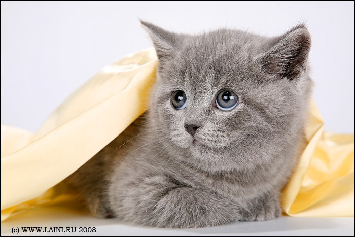 котенок - кошки - оригинал