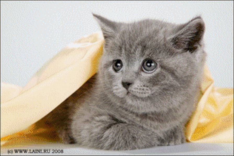 котенок - кошки - предпросмотр