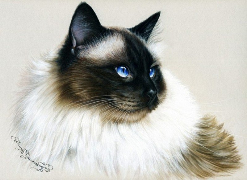 красавец - кошки - оригинал