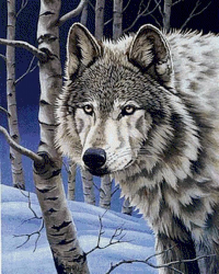 №613676 - зима, животные, волк - предпросмотр