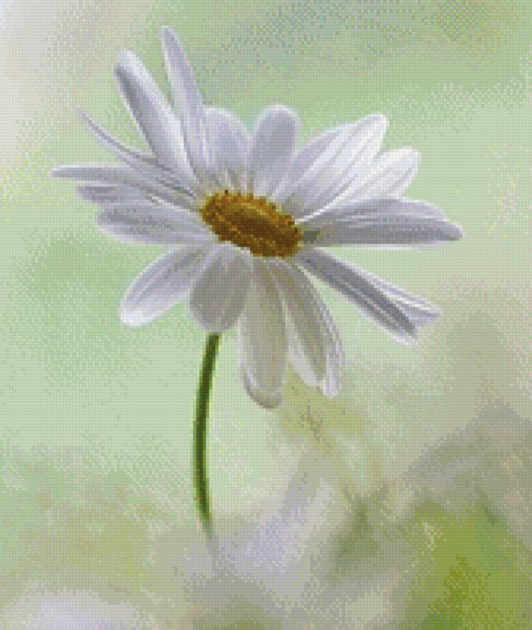 ромашка - лето, ромашка, цветы - предпросмотр