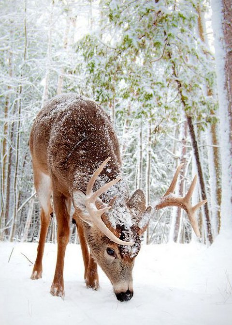 олень - животные, зима, природа - оригинал