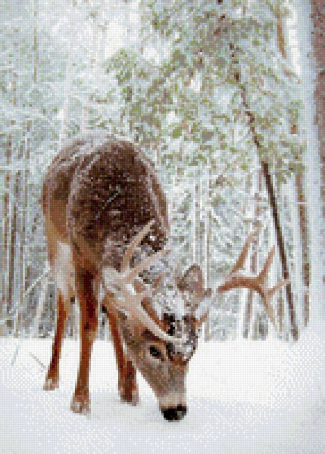 олень - природа, животные, зима - предпросмотр