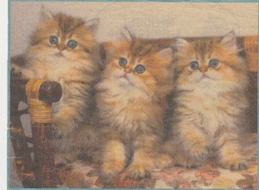 котенок - предпросмотр