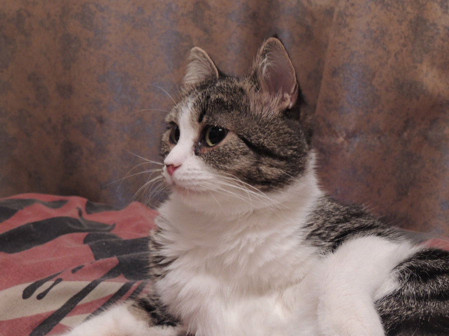 Симона - животные - оригинал