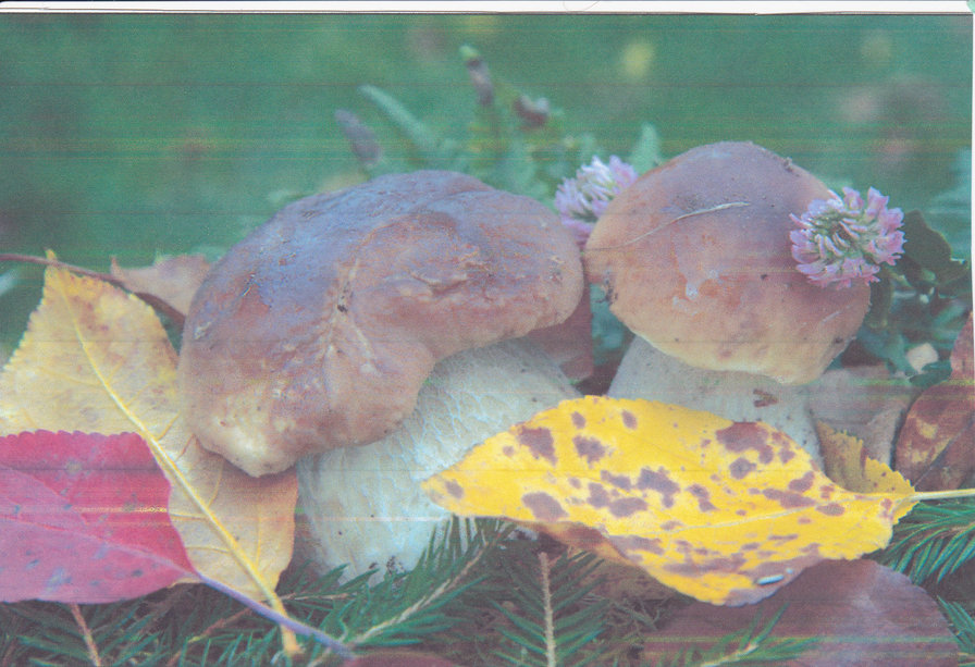 белый гриб - оригинал