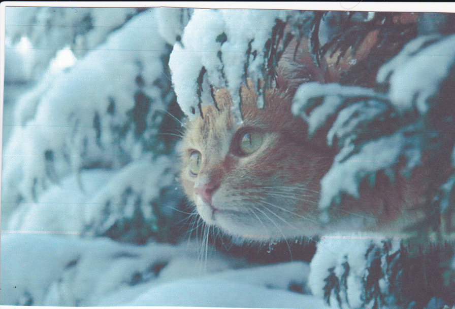 рыжий кошка - оригинал