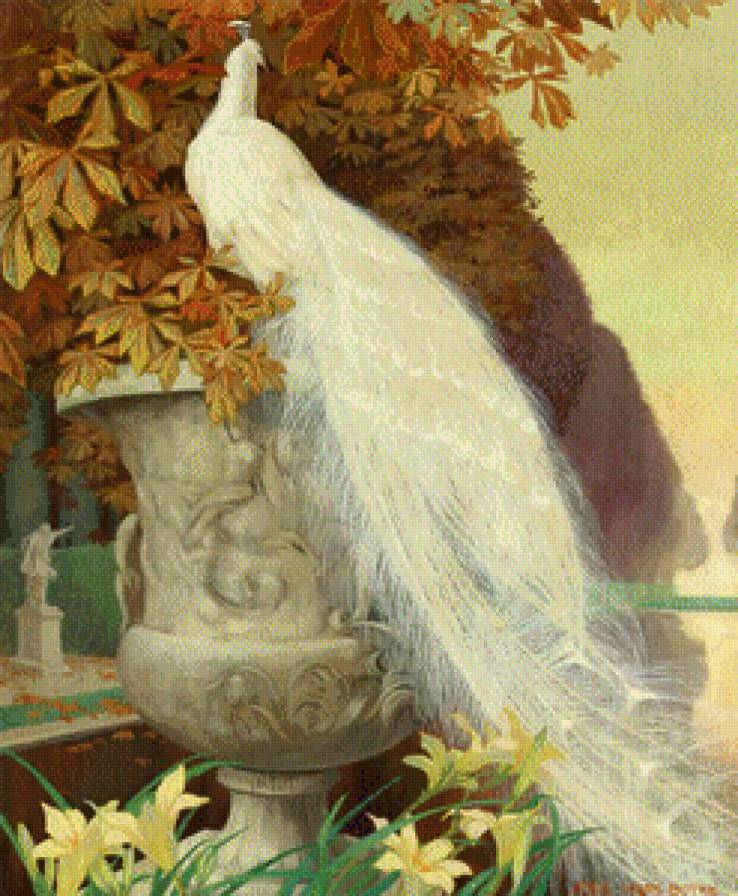 белый красавец - животные, птицы - предпросмотр