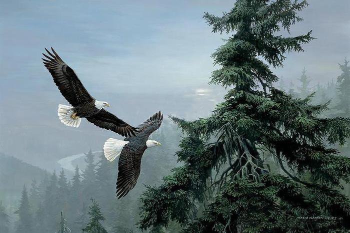 орлиный полет - птицы - оригинал