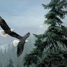 Схема вышивки «орлиный полет»