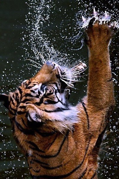 "Дикие брызги" - животные, тигр - оригинал