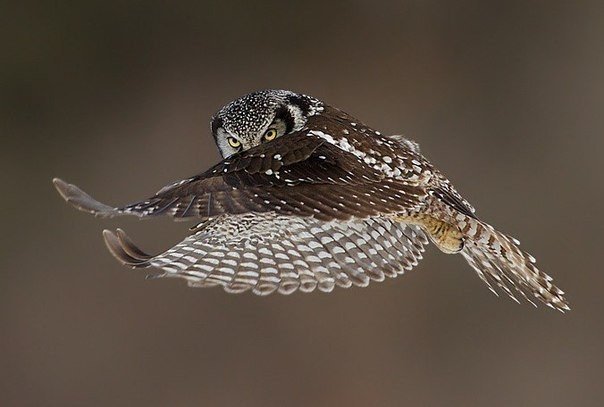 Сова в полете - птицы, сова - оригинал