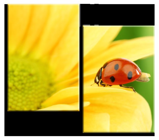 божья коровка - цветок, насекомое - оригинал