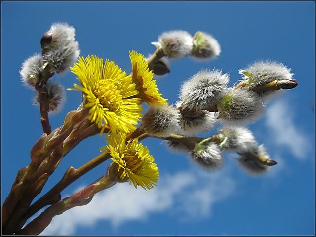 ВЕРБА - квіти - оригинал