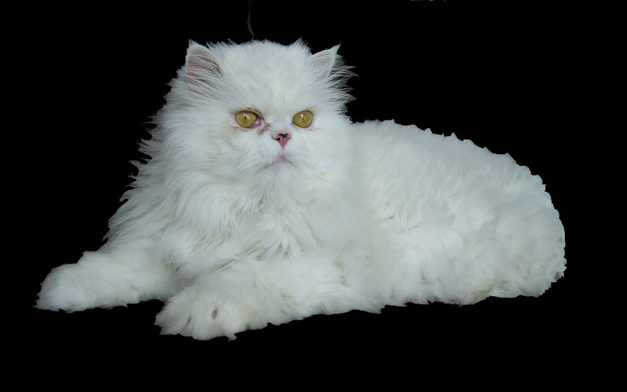 Пушок - оригинал