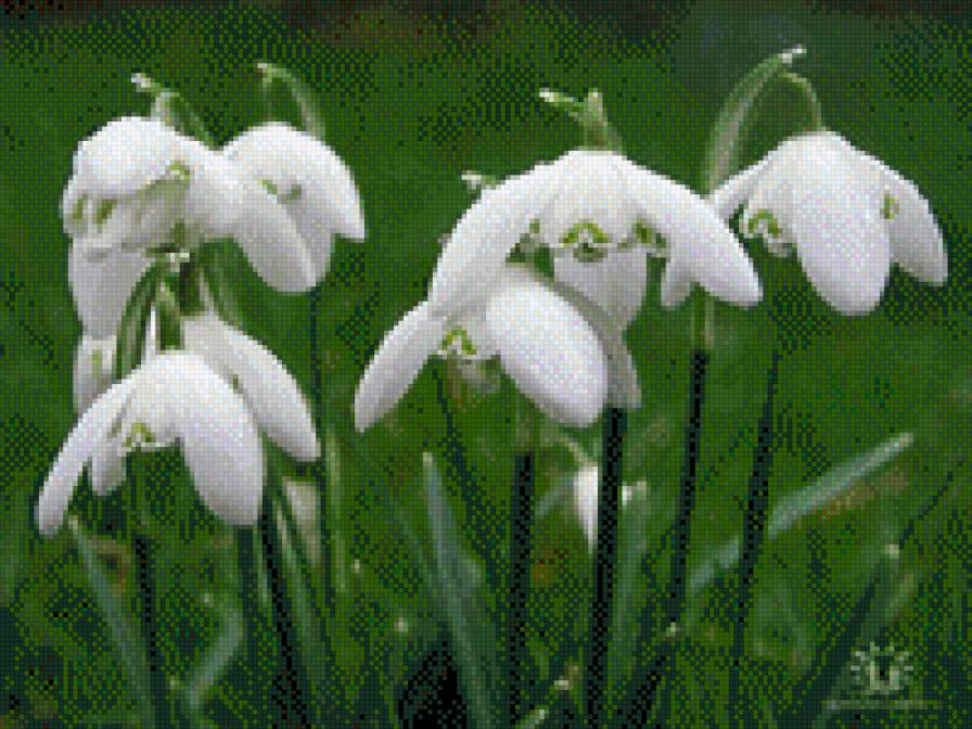 ПІДСНІЖНИКИ - квіти - предпросмотр