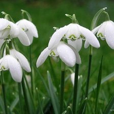 ПІДСНІЖНИКИ