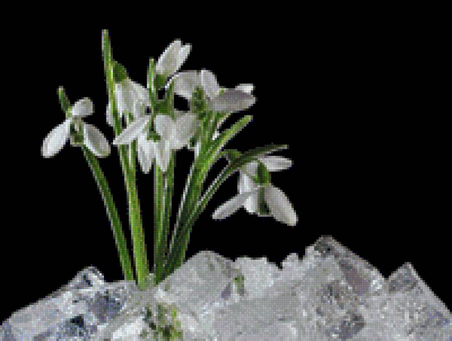 ПІДСНІЖНИКИ - квіти - предпросмотр