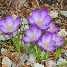 Схема вышивки «КРОКУСИ»