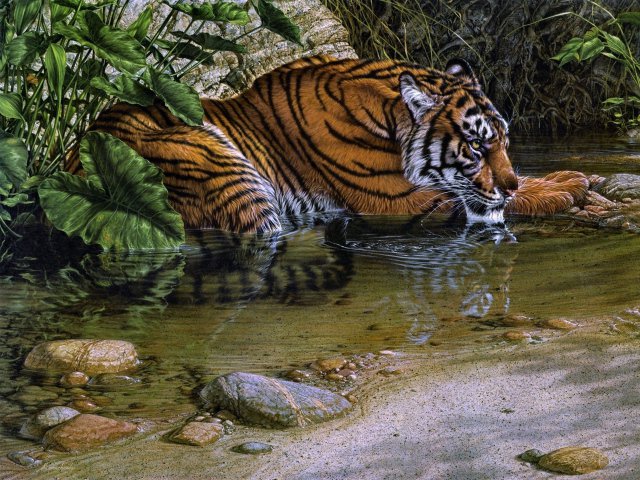 Тигрица у воды - тигры, дикие кошки, животные - оригинал