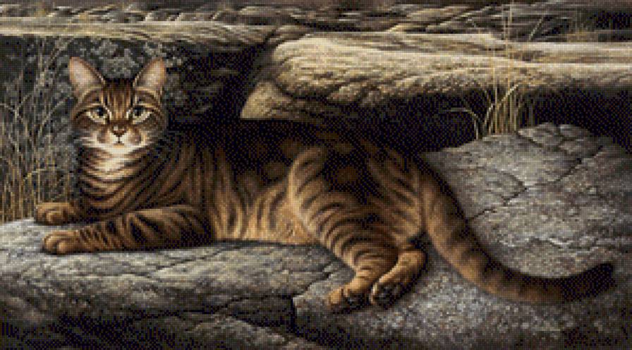 кот - кошки - предпросмотр