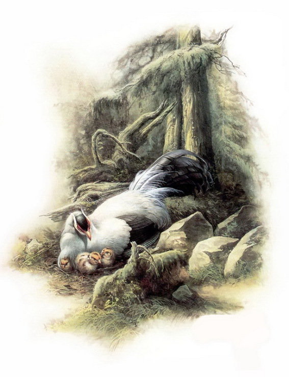 фазан и фазанята - птицы - оригинал