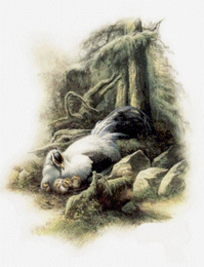 фазан и фазанята - птицы - предпросмотр