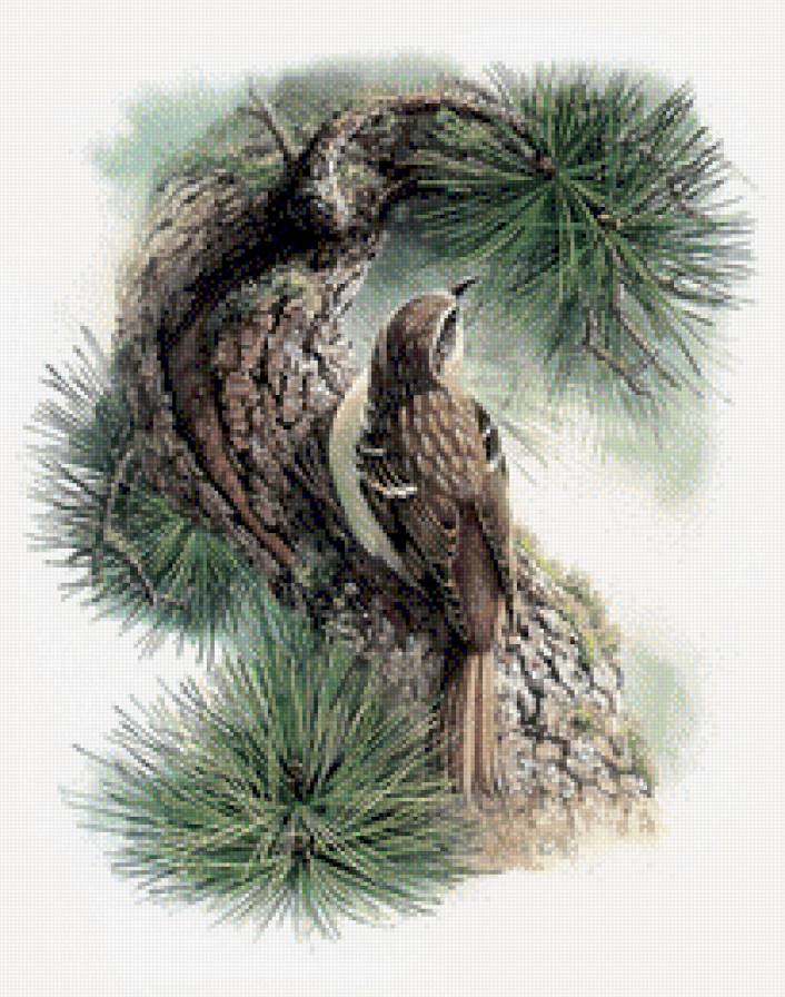 птица - птицы - предпросмотр