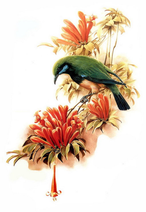 птичка - птицы - оригинал