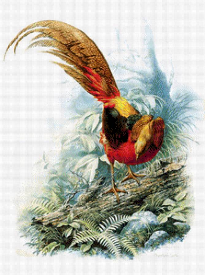 птичка - птицы - предпросмотр