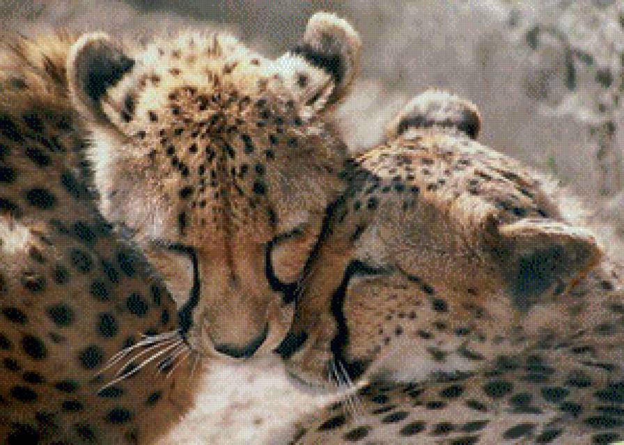 Большие кошки - гепарды - предпросмотр