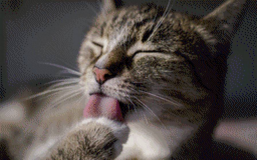 Rjn - предпросмотр