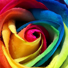 Оригинал схемы вышивки «Цветная роза» (№615023)