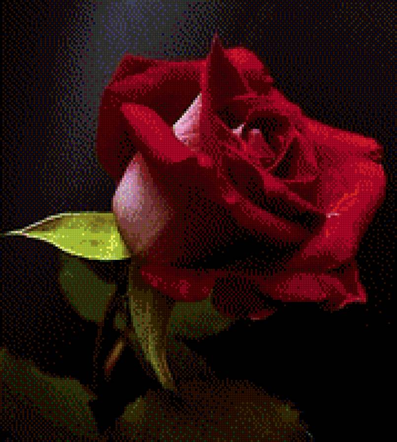 розы - предпросмотр