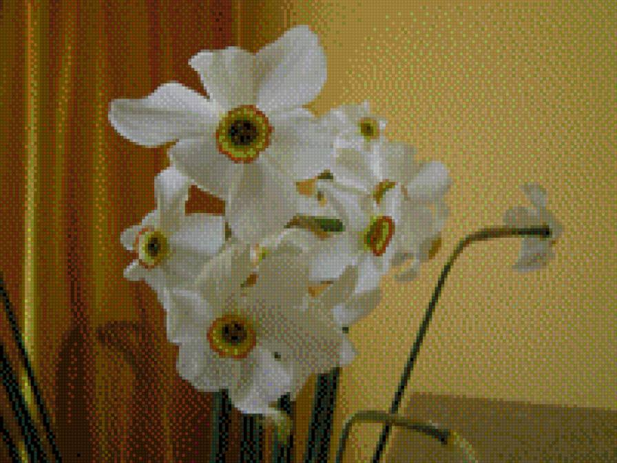 НАРЦИСИ - квіти - предпросмотр