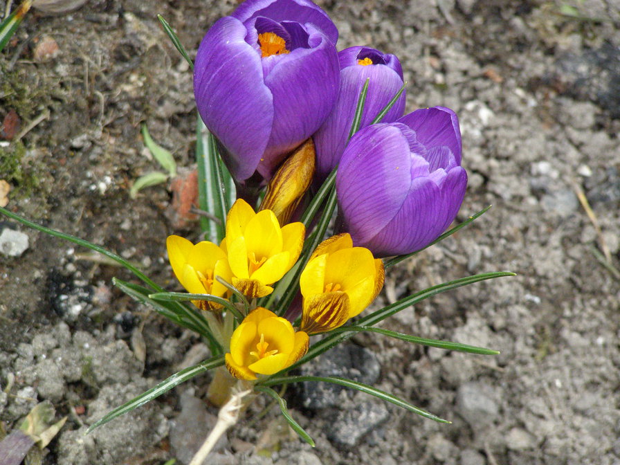 КРОКУС 2 - квіти - оригинал