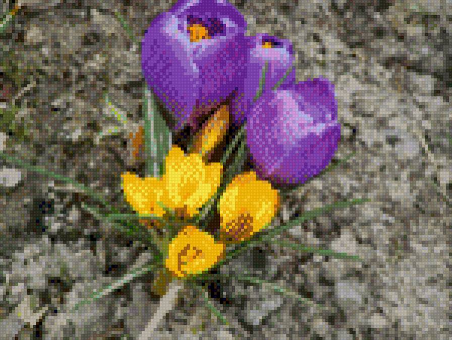 КРОКУС 2 - квіти - предпросмотр