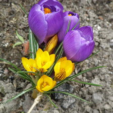 Схема вышивки «КРОКУС 2»