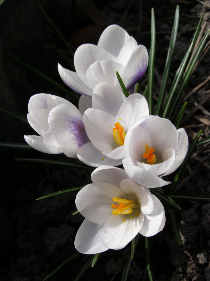 КРОКУСИ - квіти - оригинал
