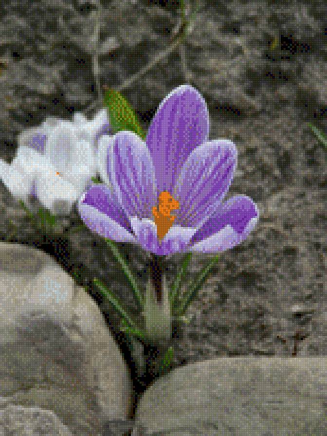 КРОКУСИ - квіти - предпросмотр