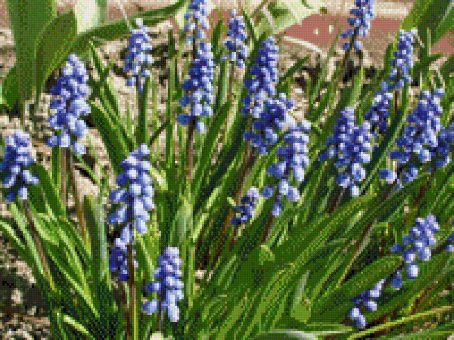 МУСКАРИ - квіти - предпросмотр