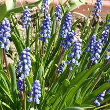 Схема вышивки «МУСКАРИ»